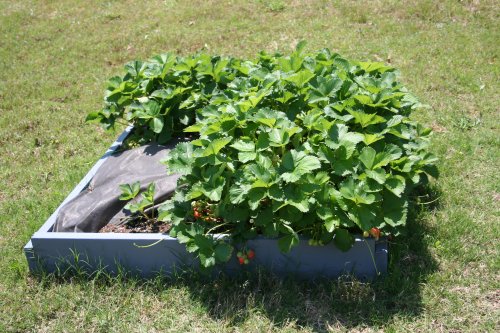 From four small plants