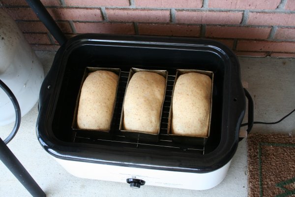 Three loaves ready to bake