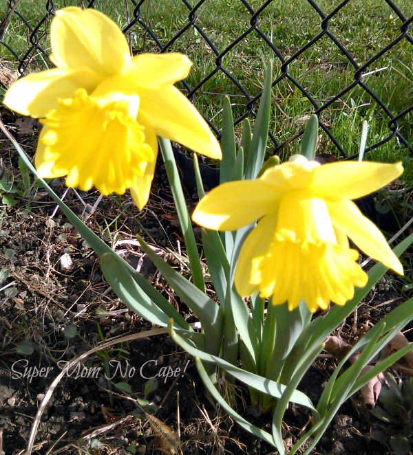Two Brave Daffodils
