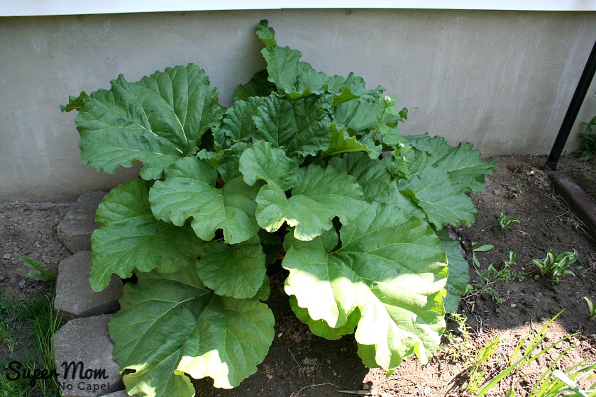 Rhubarb in the House Garden